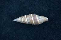 藏品(黑筆螺)的圖片